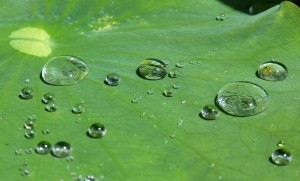 foglie con gocce d'acqua